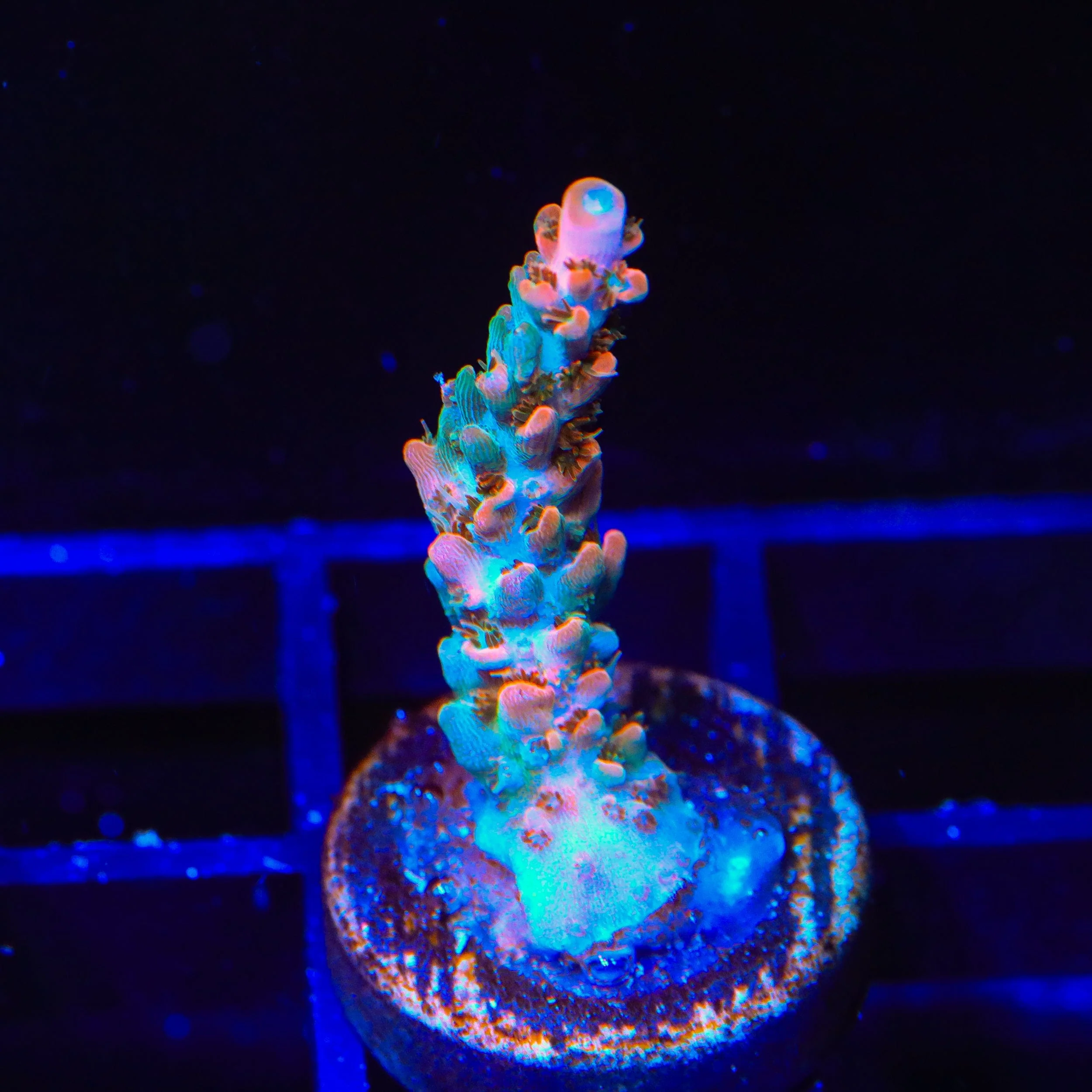 Live Corals for Sale