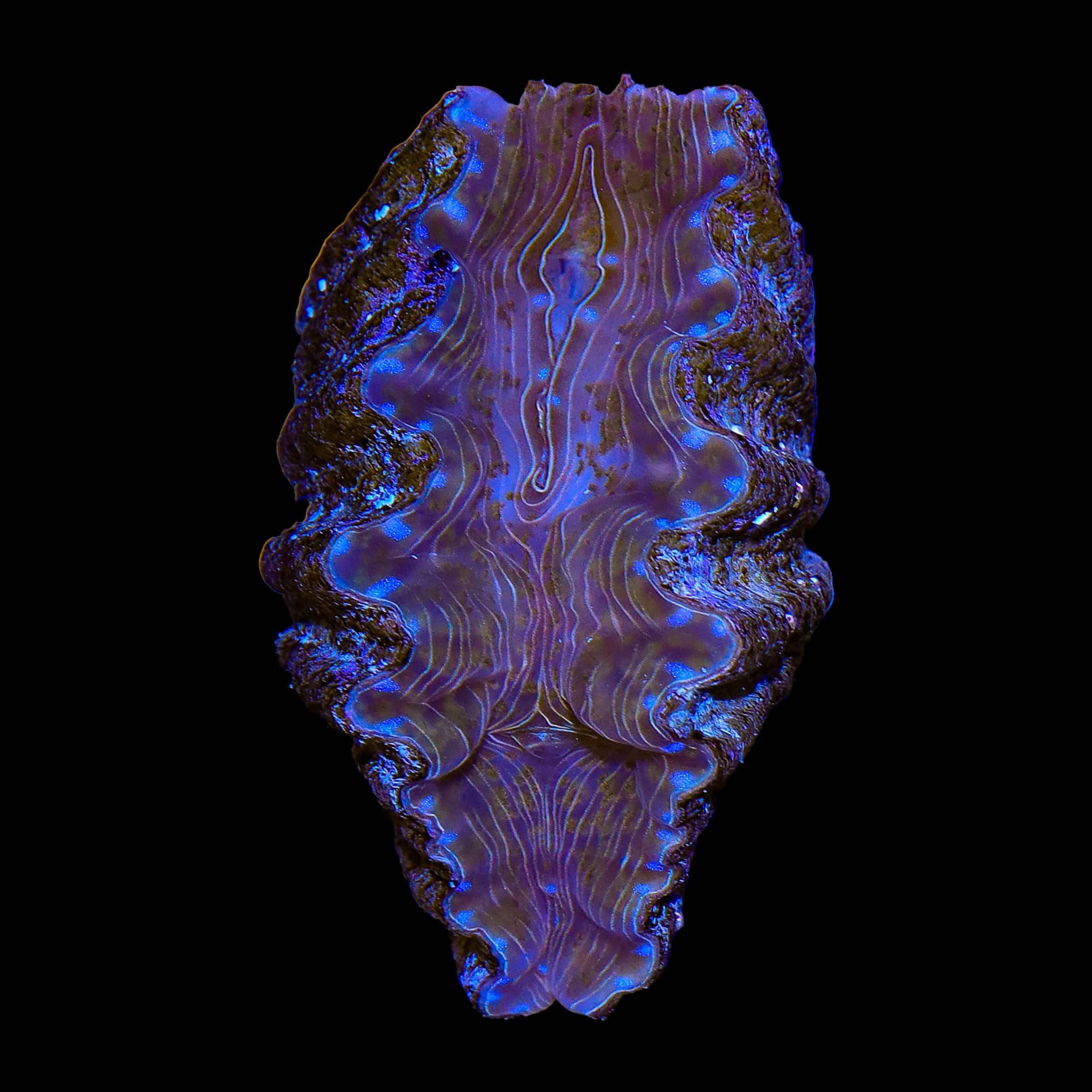 Saltwater Clams for Sale
